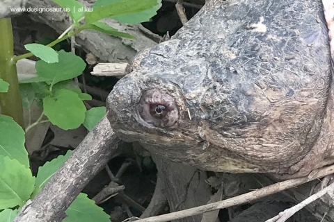 snapping_turtle_by_al_lau