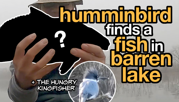 video: find a fish in a barren cold lake + the hungry kingfisher